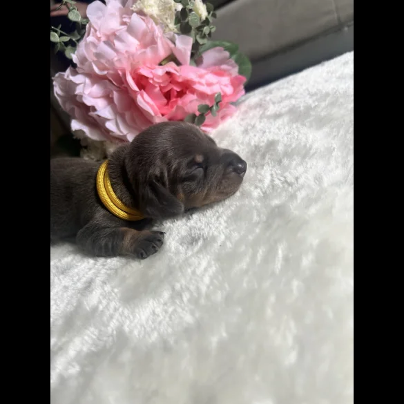 Dachshund (Standard &amp; Miniature) - Both
