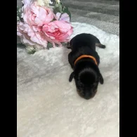 Dachshund (Standard &amp; Miniature) - Both