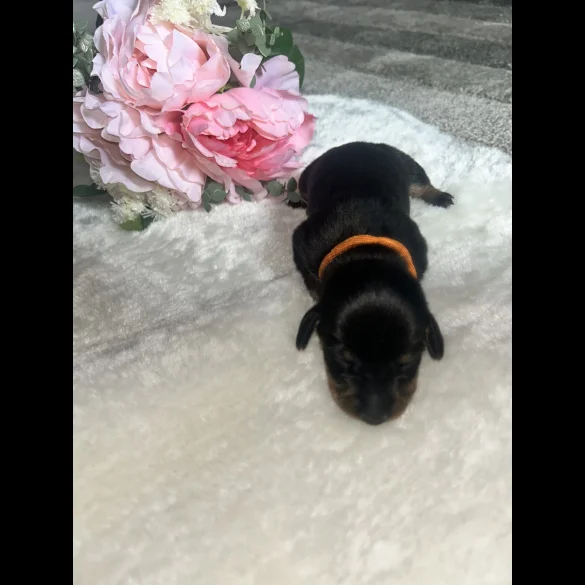 Dachshund (Standard &amp; Miniature) - Both