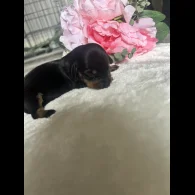 Dachshund (Standard &amp; Miniature) - Both