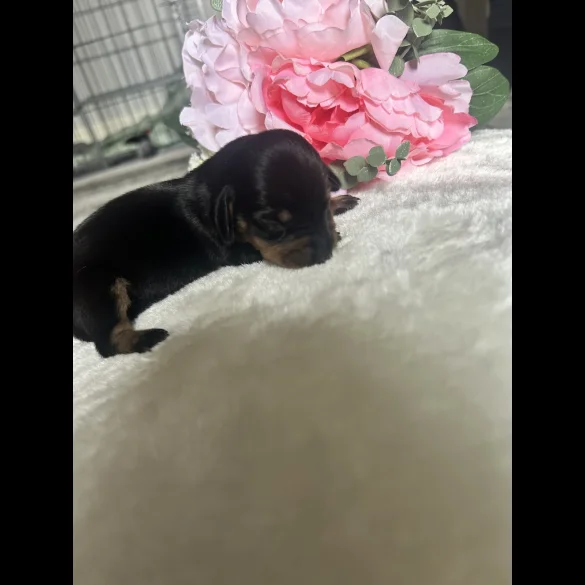 Dachshund (Standard &amp; Miniature) - Both