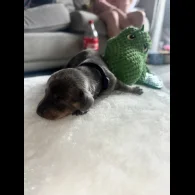 Dachshund (Standard &amp; Miniature) - Both