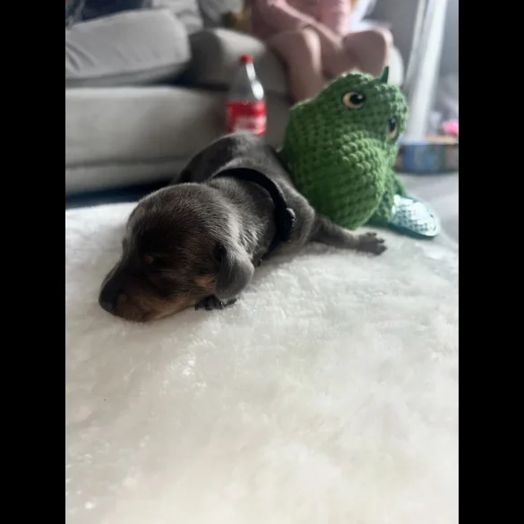 Dachshund (Standard &amp; Miniature) - Both