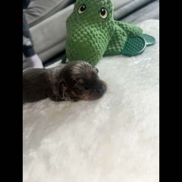 Dachshund (Standard &amp; Miniature) - Both