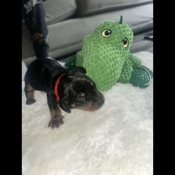 Dachshund (Standard &amp; Miniature) - Both