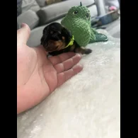 Dachshund (Standard &amp; Miniature) - Both