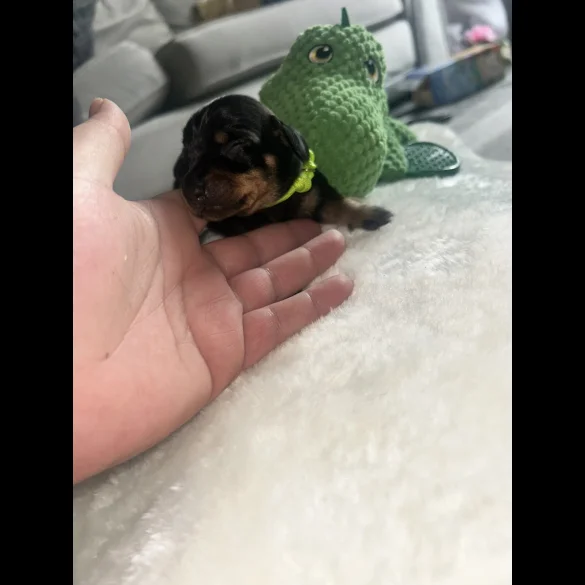 Dachshund (Standard &amp; Miniature) - Both