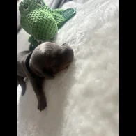 Dachshund (Standard &amp; Miniature) - Both