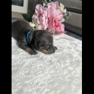Dachshund (Standard &amp; Miniature) - Both