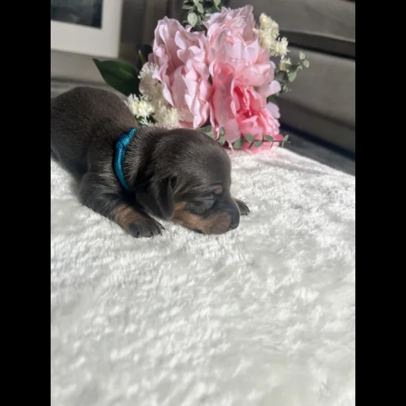 Dachshund (Standard &amp; Miniature) - Both