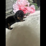 Dachshund (Standard &amp; Miniature) - Both