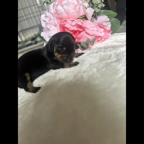 Dachshund (Standard &amp; Miniature) - Both