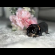 Dachshund (Standard &amp; Miniature) - Both