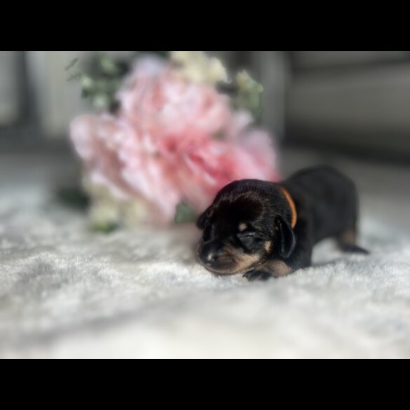 Dachshund (Smooth Haired) - Both