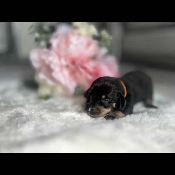 Dachshund (Standard &amp; Miniature) - Both