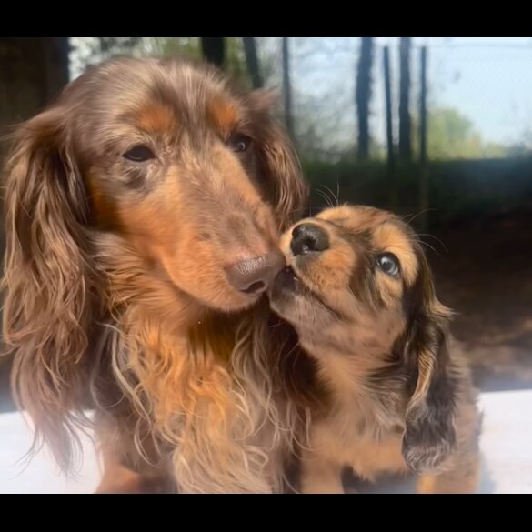Dachshund (Standard &amp; Miniature) - Both