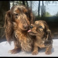 Dachshund (Standard &amp; Miniature) - Both