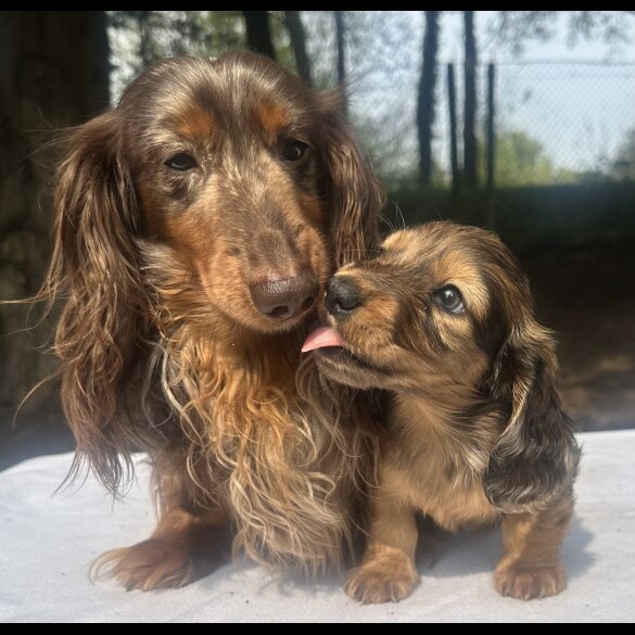 Dachshund (Standard &amp; Miniature) - Both