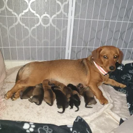 Dachshund (Standard &amp; Miniature) - Both