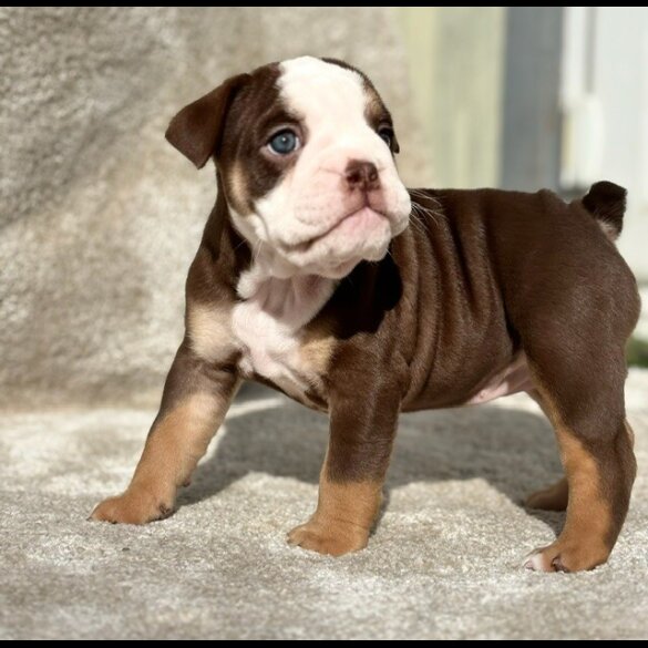 Dorset Olde Tyme Bulldogge - Both