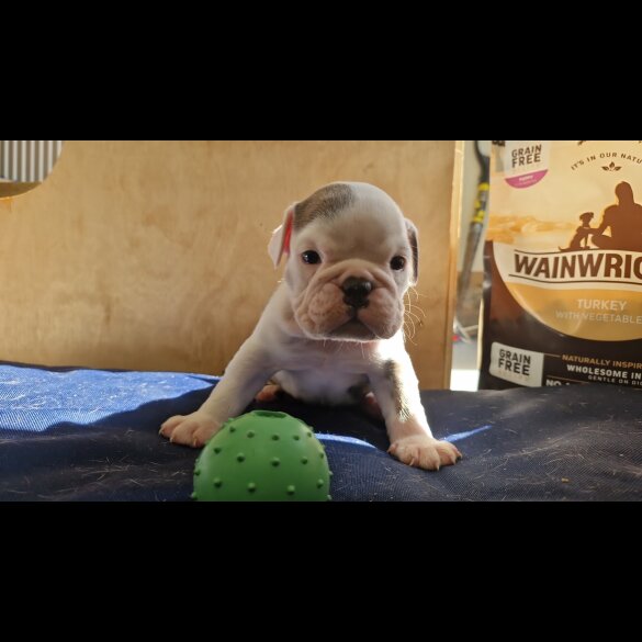 English Bulldog - Both