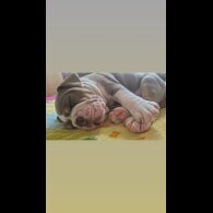 English Bulldog - Both