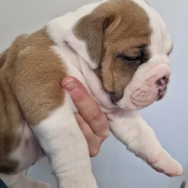 English Bulldog - Both