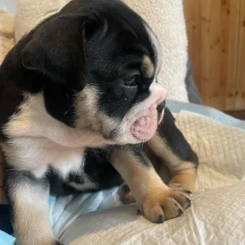 English Bulldog - Both