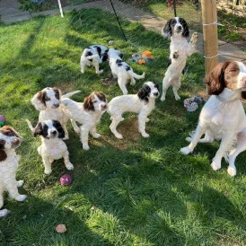 English Springer Spaniel - Bitches
