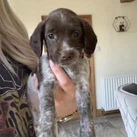 English Springer Spaniel - Both