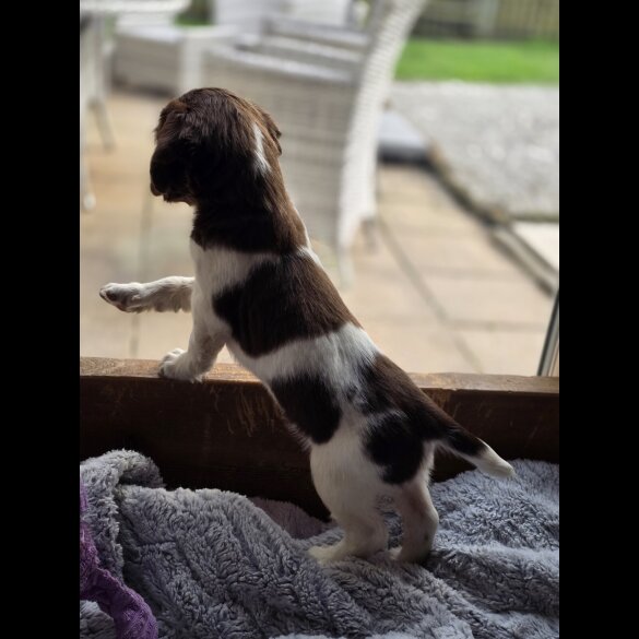 English Springer Spaniel - Both