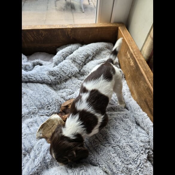 English Springer Spaniel - Both