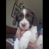 English Springer Spaniel - Both