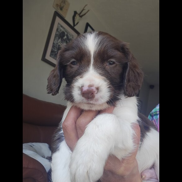 English Springer Spaniel - Both