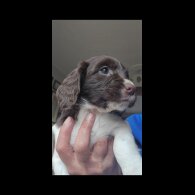 English Springer Spaniel - Both