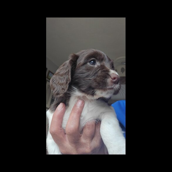 English Springer Spaniel - Both