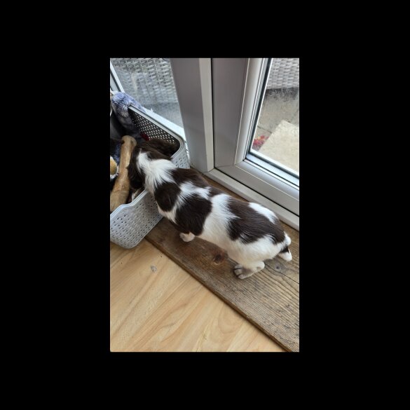 English Springer Spaniel - Both
