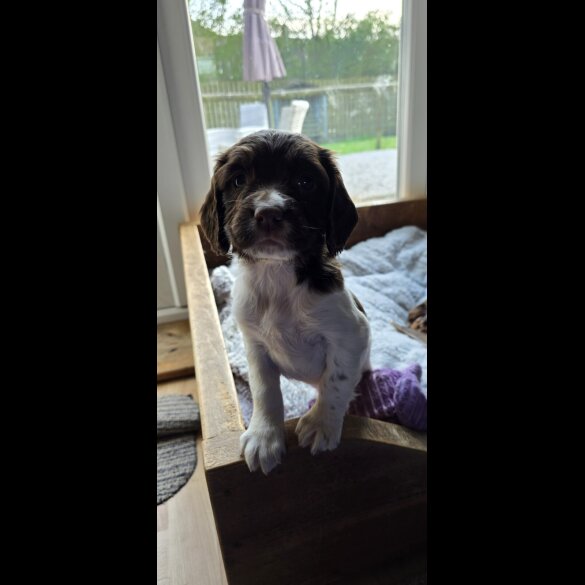 English Springer Spaniel - Both