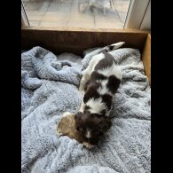 English Springer Spaniel - Both