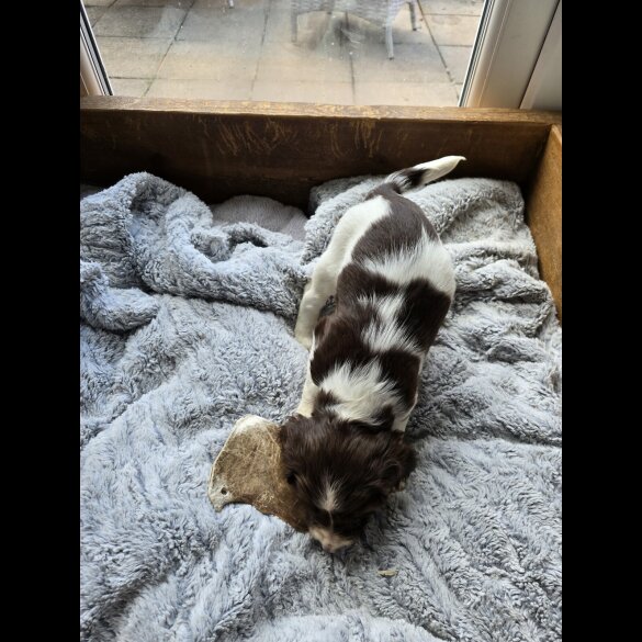 English Springer Spaniel - Both