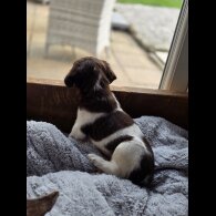 English Springer Spaniel - Both
