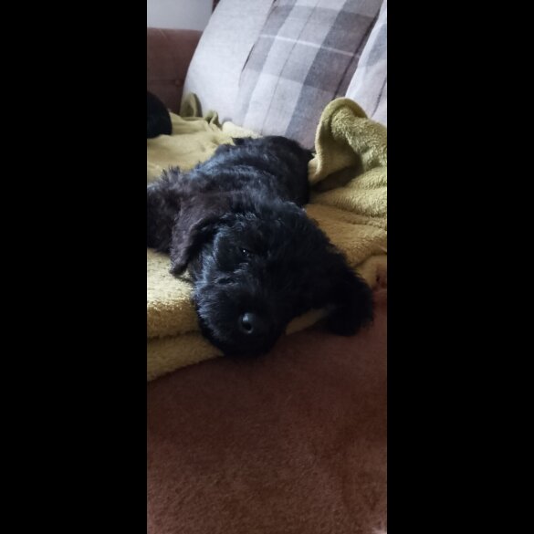 Miniature Poodle - Dogs