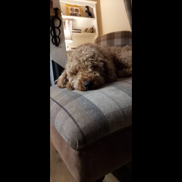 Miniature Poodle - Dogs