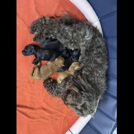 Cockapoo - Both
