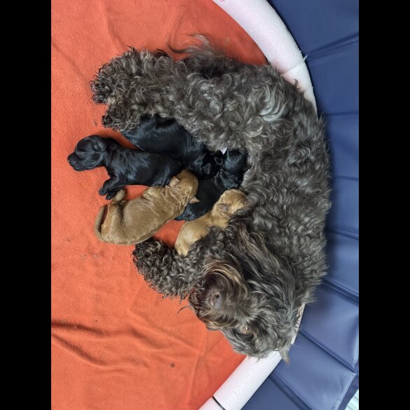 Cockapoo - Both