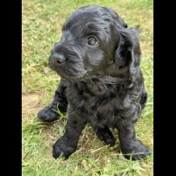 Cockapoo - Both