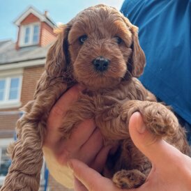 Cockapoo - Both