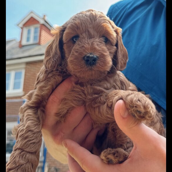 Cockapoo - Both