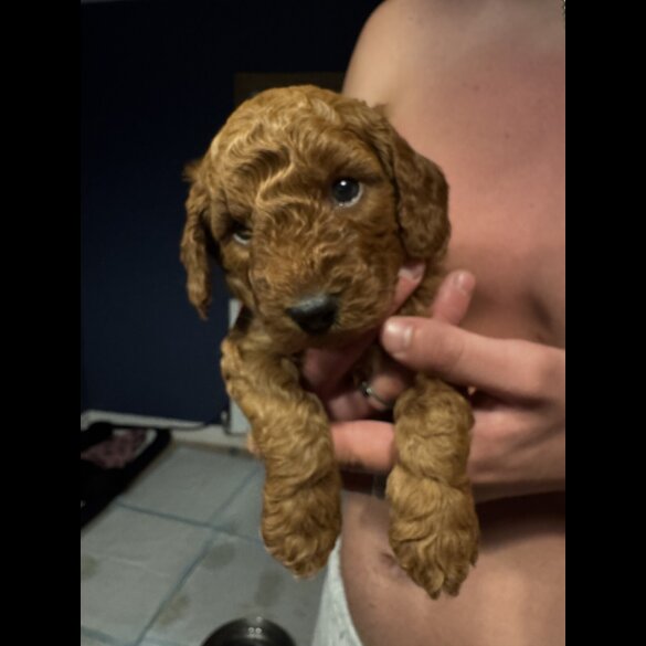 Cockapoo - Both
