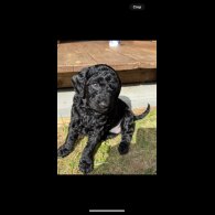Cockapoo - Both